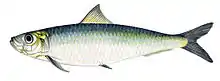 European pilchard