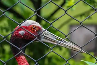 Sarus Crane