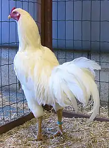 White Satsumadori standing in cage