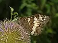 On a flower of Dipsacus fullonum