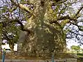 Savanuru Baobab 2