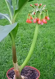 Scadoxus cyrtanthiflorus (cultivated plant)