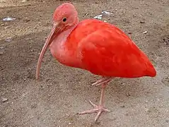 Scarlet ibis (Eudocimus ruber)