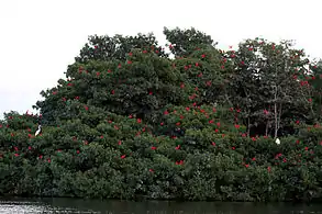 Roosting, Caroni Swamp, Trinidad