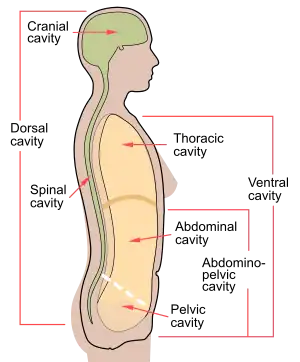 Lateral projection of the human body cavities, with the line separating the abdominal and pelvic cavities shown.