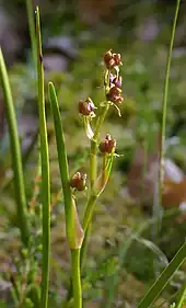 Flowering plant