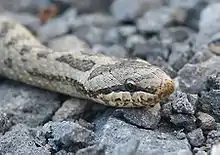 Coronella austriaca (smooth snake)