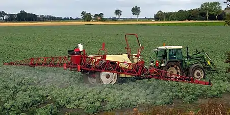 Cabbage Field