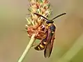 S. nobilitata tricincta male in Colorado.