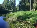 Native bushland along Scotchmans Creek