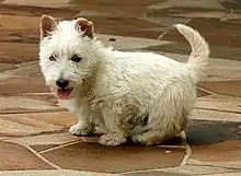 "A white Scottish Terrier with its back turned, although its head is turned back towards the camera."