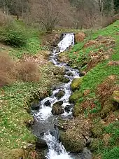 Scrape Burn, Dawyck Botanic Gardens