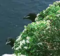 Cochlearia officinalis on Bear Island, Norway