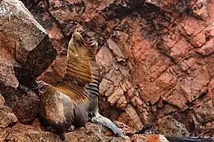 Sea Lion, Ballestas Islands