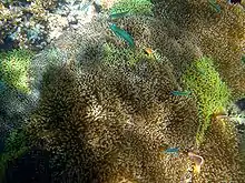 A. akallopisos with other unidentified fish in Stichodactyla mertensii.