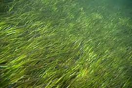 the seagrass Halodule uninervis