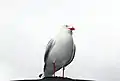 Seagull at Ku-ring-gai Chase National Park, Sydney