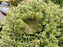 Fasciation exhibited on Sedum sexangulare.