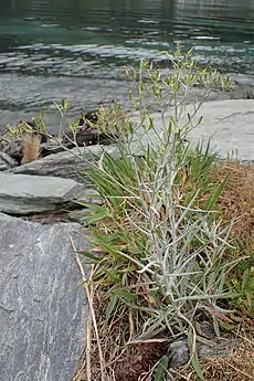 Senecio quadridentatus in Queenstown, Otago (New Zealand)