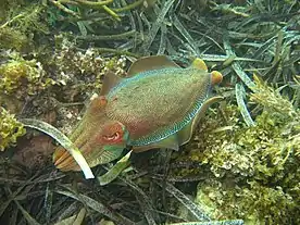 Giant Australian cuttlefish