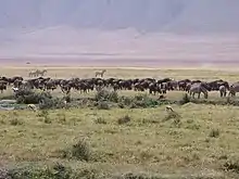 Serengeti National Park