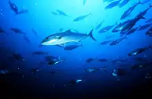 Greater amberjack, Seriola dumerili off the coast of North Carolina