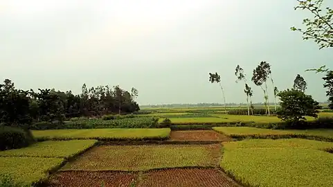 Cultivated plots of land