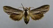 Shargacucullia blattariae