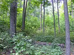 Woods at Shawnee State Park