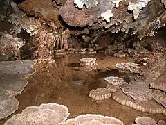 Shelfstone growing on the edge of a small cave pool