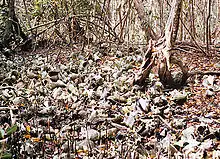 Conch and whelk shells among trees