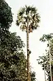 Toddey trapper climbing palm tree with a hanging ladder, India.