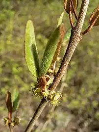 Staminate flowers