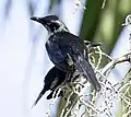 Juveniles, Cairns Esplanade, N Qld