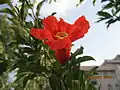 Pomegranate blossom before petal fall