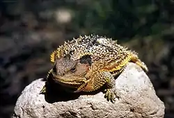 Short-horned lizard