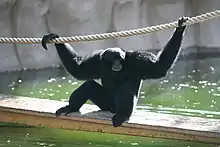 Black siamang