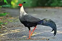 Siamese fireback