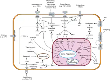 Systems biology