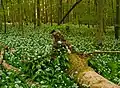 Ramson (allium ursinum) blooming