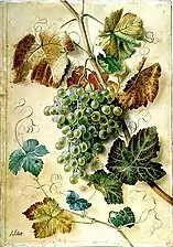 White Grapes (undated), watercolour on paper, Norfolk Museums Collections