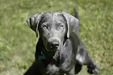 Silver Labrador