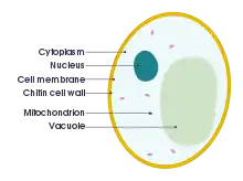 Cross-sectional 2D diagram of a yeast cell