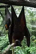 Large flying fox