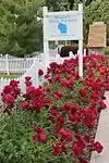 Peonies along sidewalk in 2014