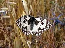 Melanargia titea (Melanargia larissa ssp. titea)