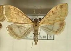 Mounted specimen