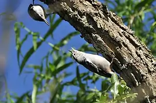 An adult preparing to feed its young