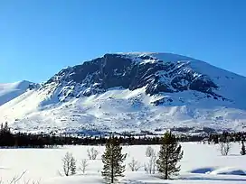 Skogshorn in winter