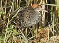 Slaty-breasted rail at Chilika Lake, Odisha, India